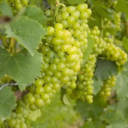 Gasthof Kleinschuster Burgau