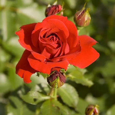 Gasthof Kleinschuster 3*