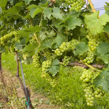 Πανσιόν Fruehstueckspension Kleinschuster 3*