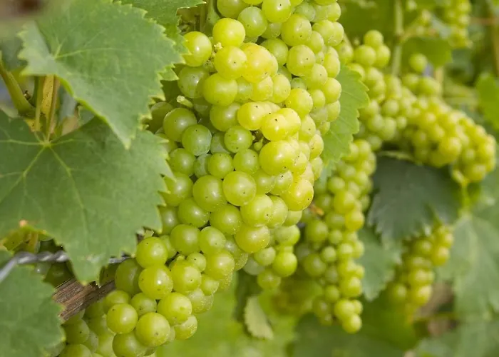 Pensjonat Fruehstueckspension Kleinschuster Burgau